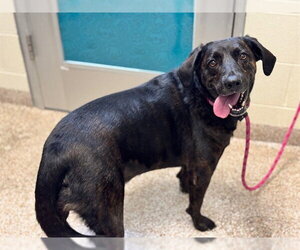 Catahoula Leopard Dog-Plott Hound Mix Dogs for adoption in Pueblo, CO, USA
