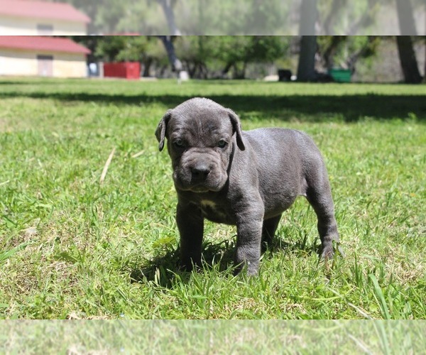 Medium Photo #1 Cane Corso Puppy For Sale in PALMDALE, CA, USA