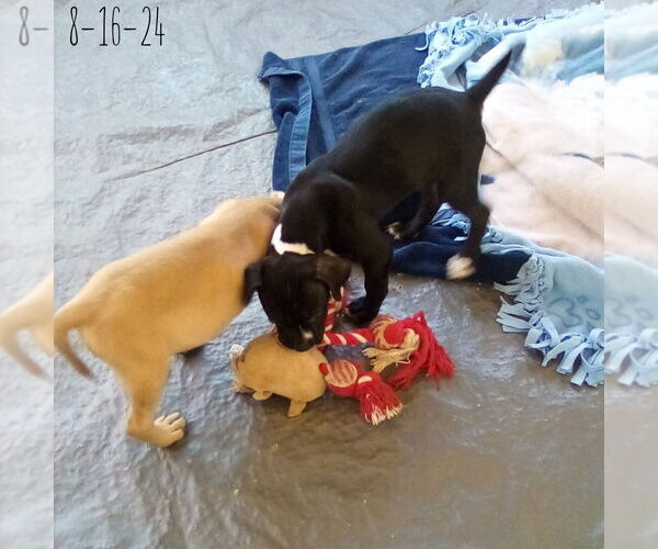 Medium Photo #9 Bulldog-Unknown Mix Puppy For Sale in Apple Valley, CA, USA