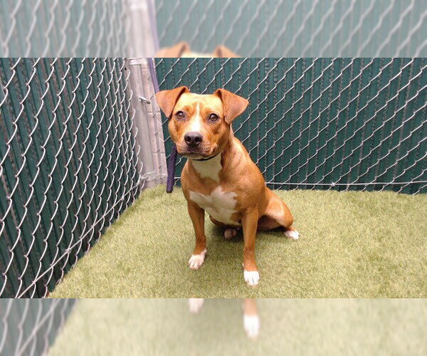 Medium Photo #1 Mutt Puppy For Sale in Downey, CA, USA