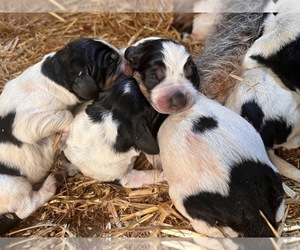 Blue Gascony Griffon Puppy for sale in ESMOND, IL, USA