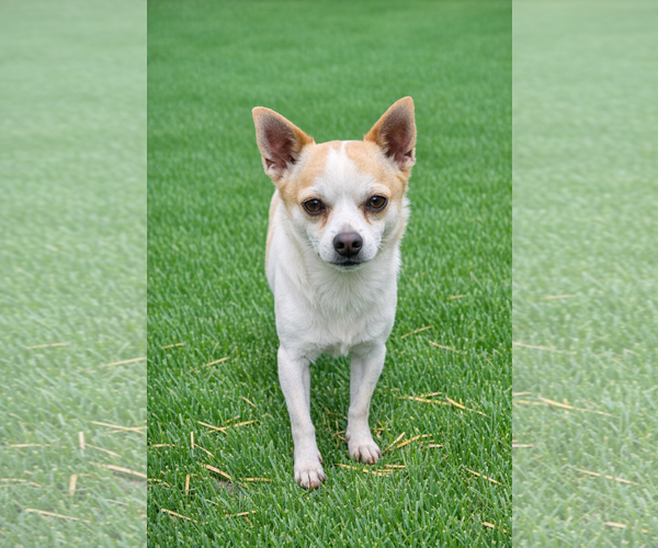 Medium Photo #8 Chihuahua Puppy For Sale in Pacolet, SC, USA