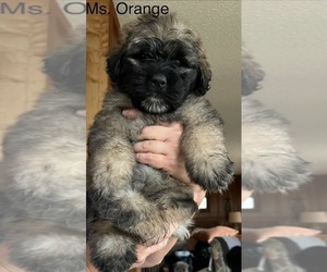 Bouvier Des Flandres Puppy for Sale in BLANCO, Texas USA