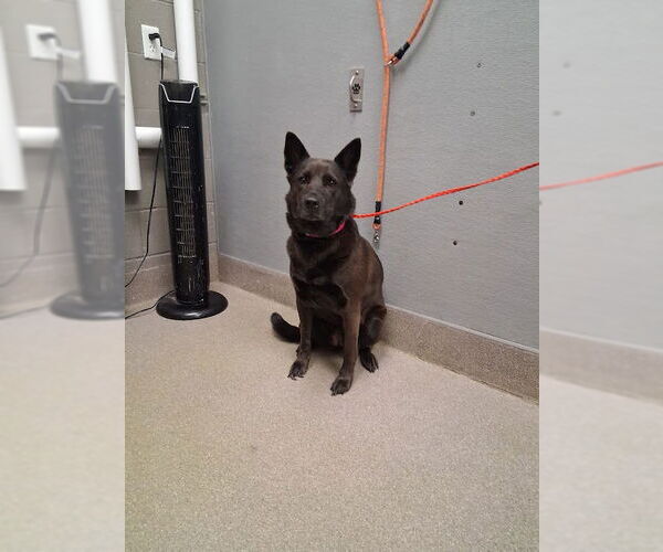Medium Photo #1 German Shepherd Dog-Unknown Mix Puppy For Sale in Las Vegas, NV, USA