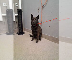 German Shepherd Dog-Unknown Mix Dogs for adoption in Las Vegas, NV, USA