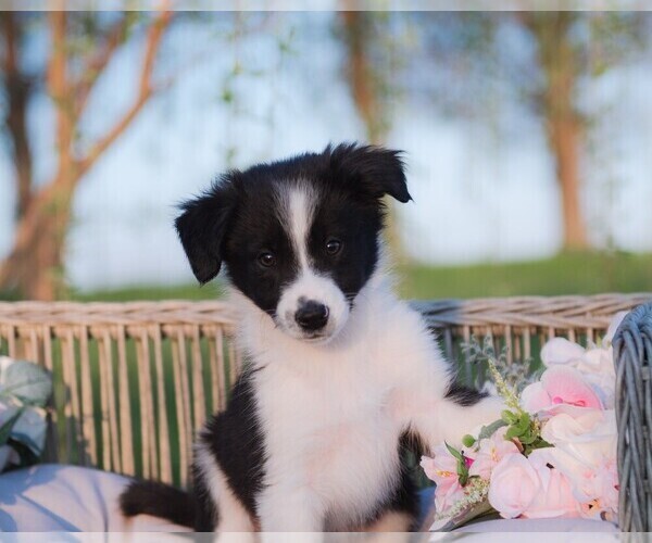 Medium Photo #2 Border Collie Puppy For Sale in STRAFFORD, MO, USA