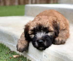 Soft Coated Wheaten Terrier Puppy for Sale in BURLESON, Texas USA