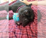 Small #3 Staffordshire Bull Terrier