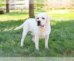 Small Photo #1 Labrador Retriever Puppy For Sale in SYRACUSE, IN, USA