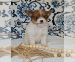 Puppy Astrid Pomeranian-Poodle (Toy) Mix