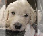 Small Photo #3 Goldendoodle Puppy For Sale in ATHENS, TN, USA