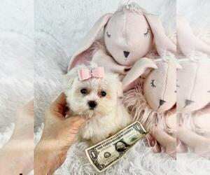 Morkie Puppy for sale in WEST PALM BEACH, FL, USA