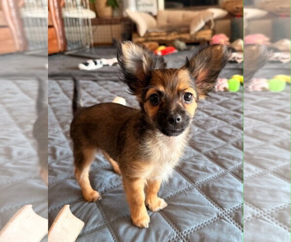 Medium Photo #3 Mutt Puppy For Sale in Sandy, UT, USA