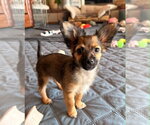 Small #2 Mutt