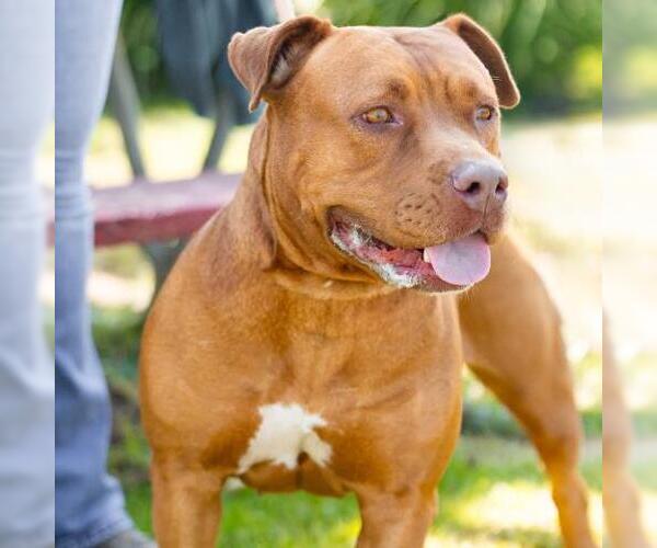Medium Photo #2 Mutt Puppy For Sale in Camarillo, CA, USA