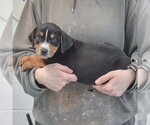 Small #1 Rottweiler Mix