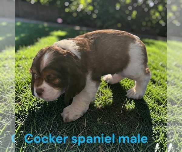 Medium Photo #2 Cocker Spaniel Puppy For Sale in MONTPELIER, OH, USA