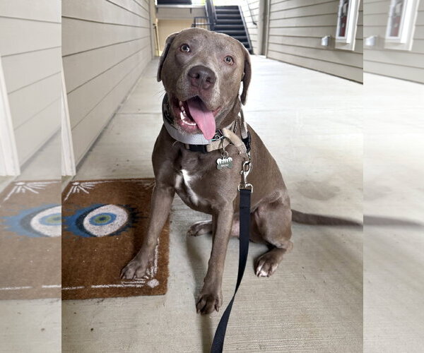 Medium Photo #1 Mutt Puppy For Sale in Cary, NC, USA