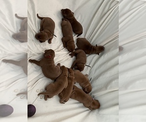 Labrador Retriever Puppy for sale in GORDONSVILLE, VA, USA