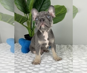 French Bulldog Puppy for sale in FRANKLIN, IN, USA