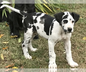Great Dane Puppy for sale in BIG SANDY, TN, USA