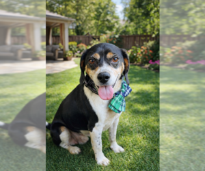Beagle Dogs for adoption in Menifee, CA, USA