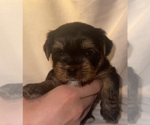 Yorkshire Terrier Puppy for sale in DRIFTWOOD, TX, USA