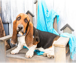 Small Photo #4 Basset Hound Puppy For Sale in WAKARUSA, IN, USA