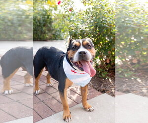Mila - Female Mutt Dog for Adoption - Photo #23