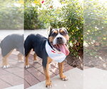 Small Photo #23 Mutt Puppy For Sale in Crete, IL, USA