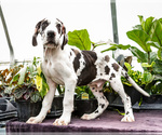 Small #4 Great Dane