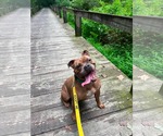 Small #5 American Bulldog Mix