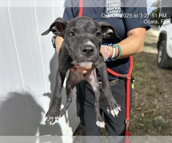 Medium Photo #1 Labrador Retriever-Unknown Mix Puppy For Sale in Ocala, FL, USA