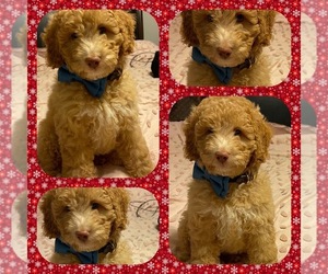 Double Doodle Puppy for sale in JEFFERSON, GA, USA
