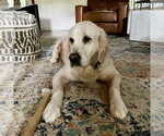 Small #2 Golden Retriever