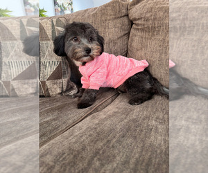 Shih Tzu Puppy for sale in SHIRLEY, NY, USA