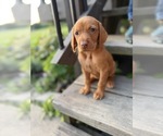 Small #9 German Shorthaired Pointer-Vizsla Mix