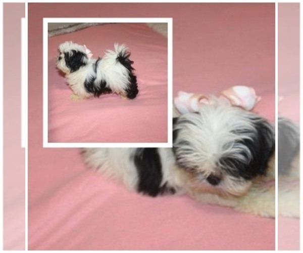 Medium Photo #1 Shih Tzu Puppy For Sale in THAYER, KS, USA