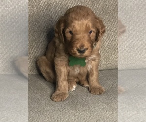 Goldendoodle Puppy for sale in WEBSTER, TX, USA