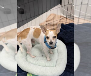 Chihuahua Dogs for adoption in Naples, FL, USA