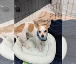 BRUNO - Male Chihuahua Dog for Adoption - Small photo