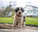 Puppy Valentina Saint Bernard