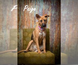 German Shepherd Dog-Unknown Mix Dogs for adoption in North Myrtle Beach, SC, USA