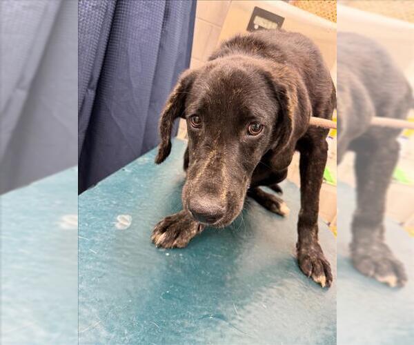 Medium Photo #1 Labrador Retriever-Unknown Mix Puppy For Sale in Mobile, AL, USA