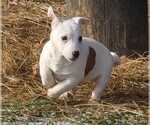Small Photo #14 Jack Russell Terrier Puppy For Sale in APPLE GROVE, WV, USA