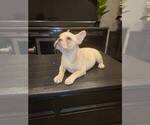 Small Photo #3 French Bulldog Puppy For Sale in FRANKLIN, IN, USA