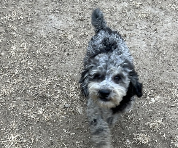 Medium Photo #5 Poodle (Miniature) Puppy For Sale in LANCASTER, MO, USA
