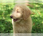 Small #1 Goldendoodle