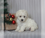 Small Photo #2 Bichon Frise Puppy For Sale in GAP, PA, USA