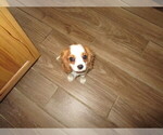 Small Photo #1 Cavalier King Charles Spaniel Puppy For Sale in HARPURSVILLE, NY, USA
